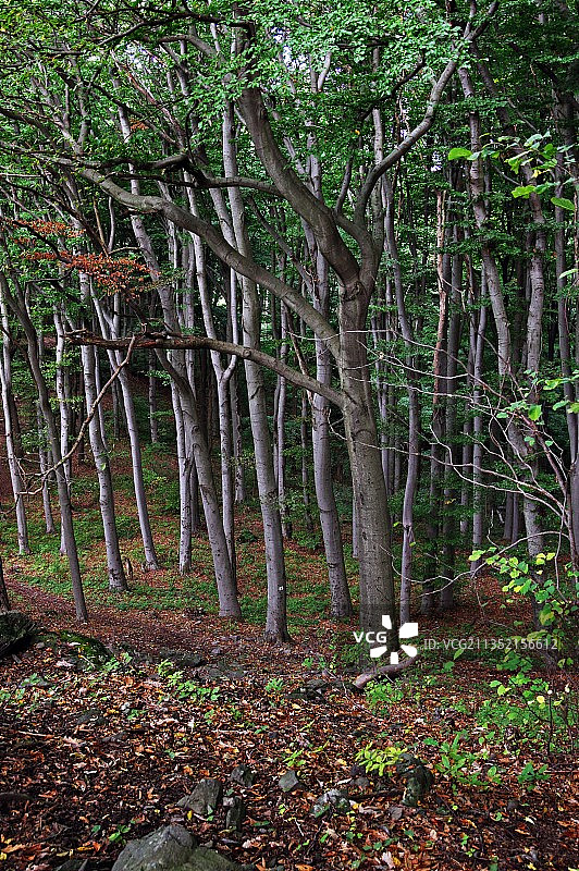 树木在森林图片素材