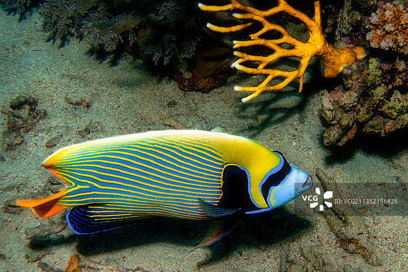 在海中游泳的热带海水刺尾鱼特写图片素材