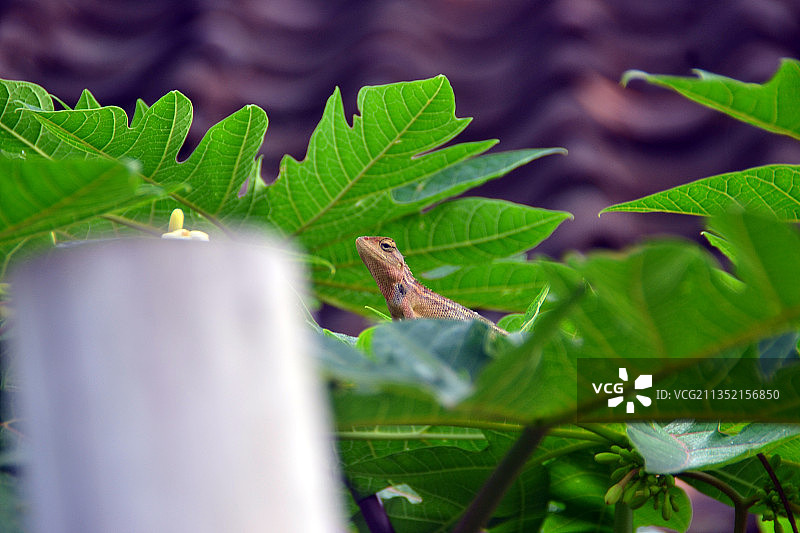 印度尼西亚班贾尔：植物上的昆虫特写图片素材