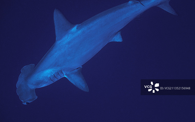 在海中游泳的热带鲨鱼特写图片素材