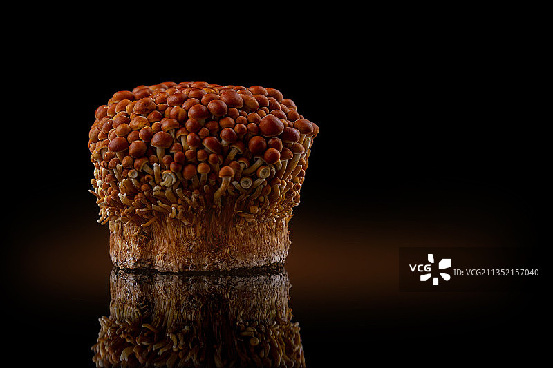 荷兰利特黑色背景蘑菇特写图片素材