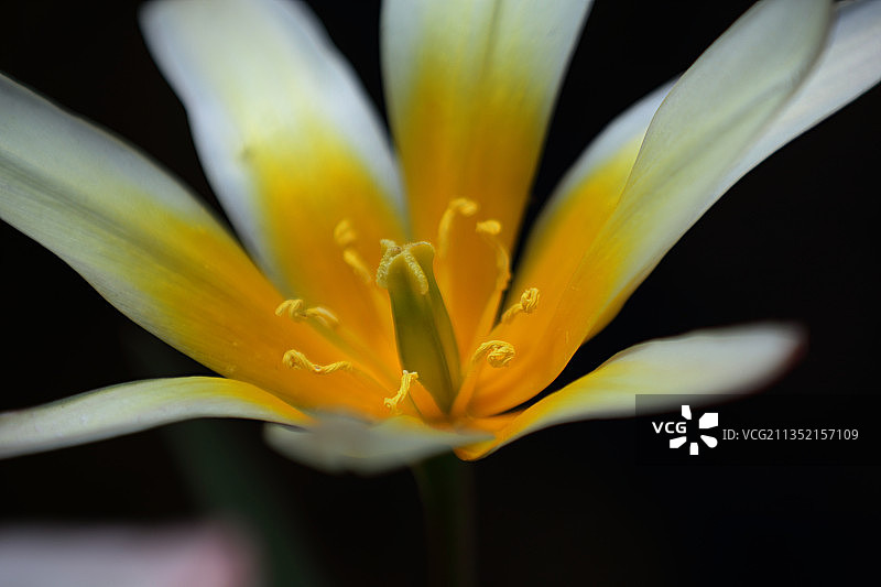 黑色背景下的黄色花朵特写，英国特拉福德图片素材