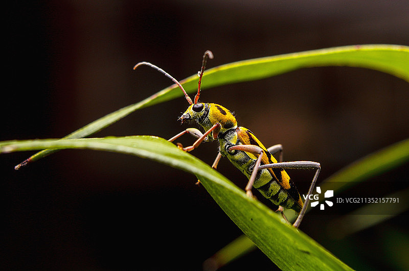 印度尼西亚东南苏拉威西布顿岛植物上的昆虫特写图片素材