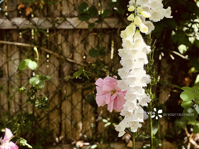 法国吉维尼的白色樱花特写图片素材