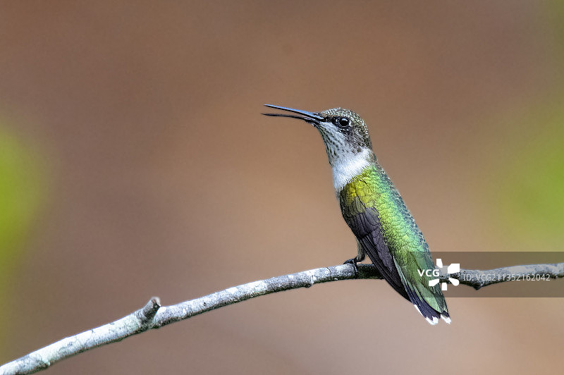 蜂鸟栖息在树枝上的特写，北卡罗来纳州卡里，美国图片素材