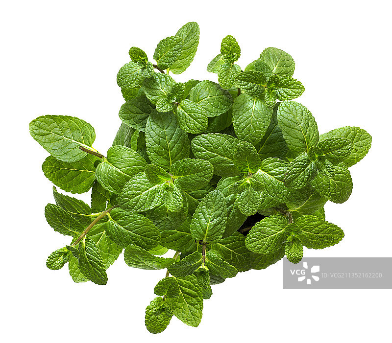 白色背景下的薄荷叶特写图片素材