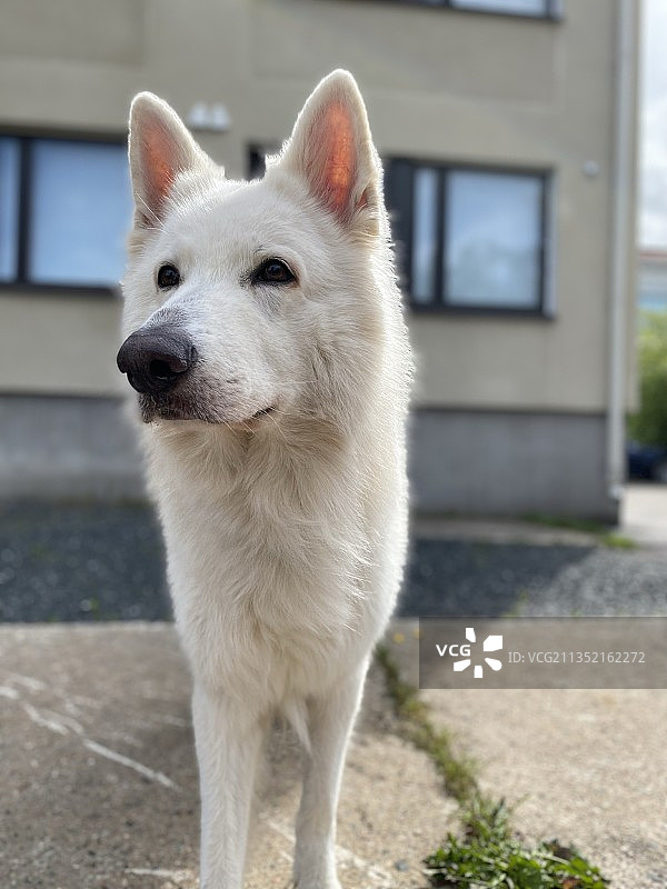 纯种牧羊犬的特写图片素材