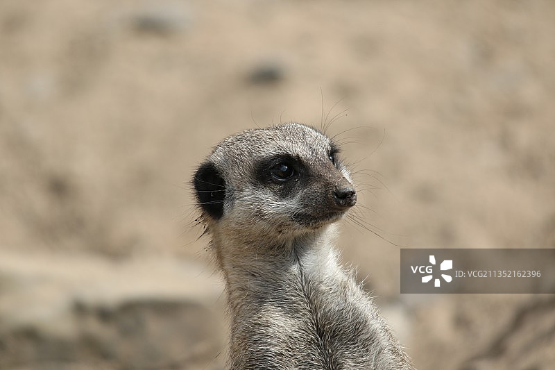 猫鼬站在陆地上看向远方特写图片素材