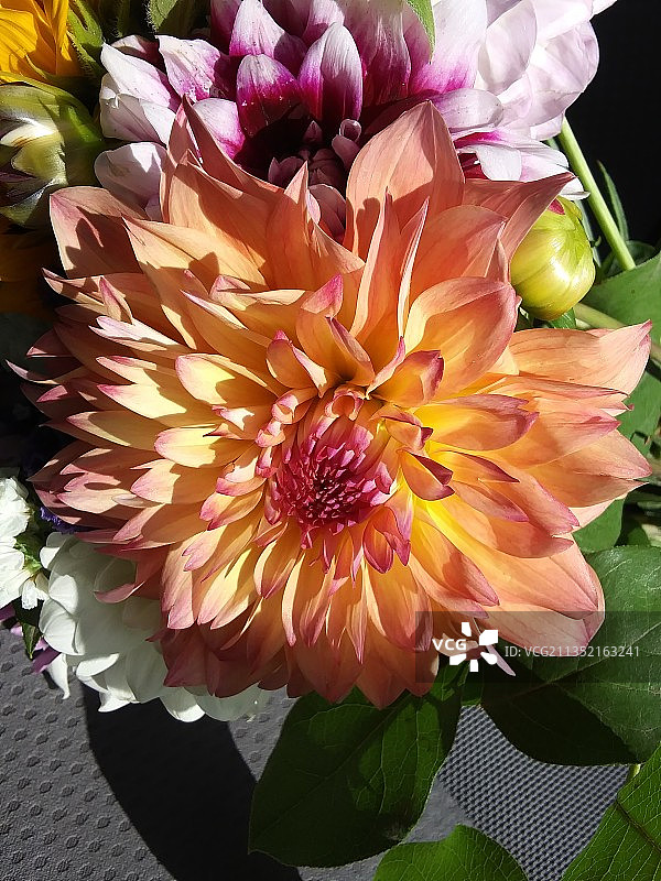 黄花特写图片素材