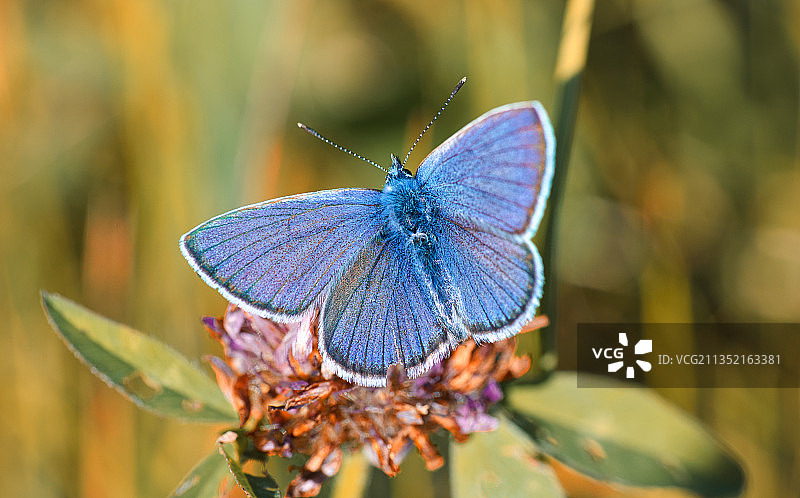 蝴蝶在花上的特写图片素材