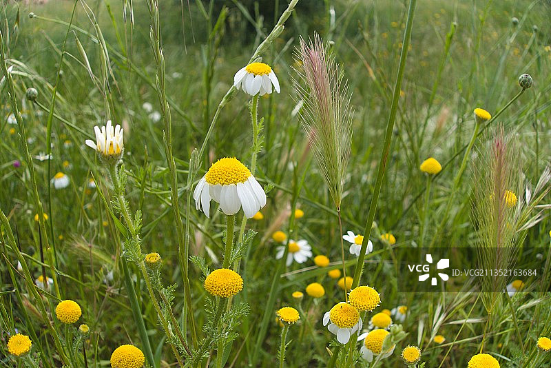 黄色植物特写，西班牙图片素材