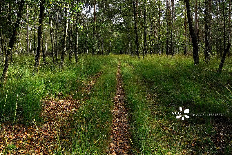 森林景观图片素材