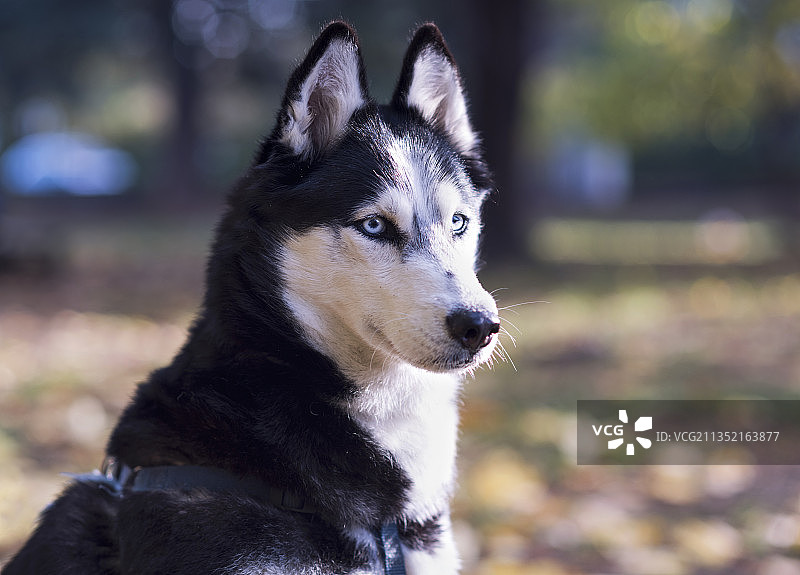 看向远方的西伯利亚哈士奇特写图片素材