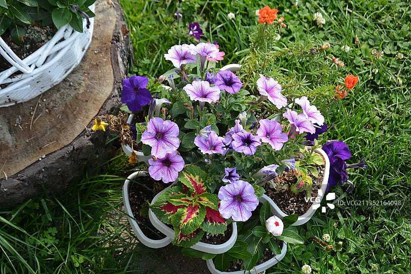 盆栽紫色开花植物的高角度视图图片素材