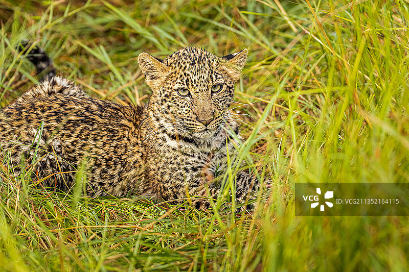 可爱的豹子幼崽，肯尼亚马赛马拉国家保护区图片素材