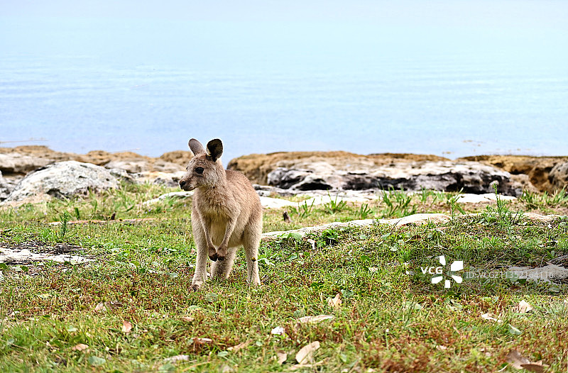 袋鼠图片素材