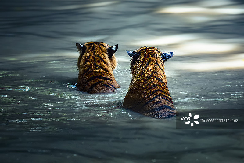 湖中嬉戏的两只野生老虎图片素材
