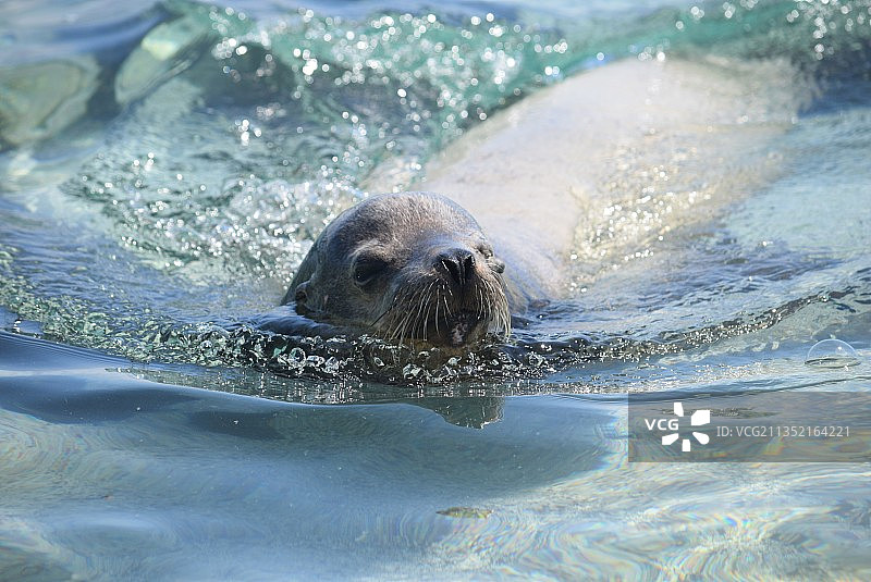 厄瓜多尔埃尔普罗格雷索海中游泳的海豹特写图片素材