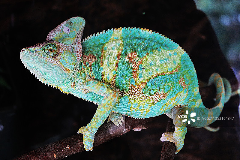 变色龙在植物上的特写，泰国图片素材