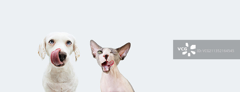 两只饥饿的宠物：斯芬克斯猫和狗在舔嘴唇图片素材