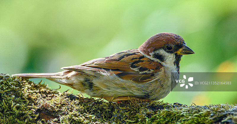 近距离拍摄栖息在苔藓上的鸣禽麻雀，瑞典Partille图片素材