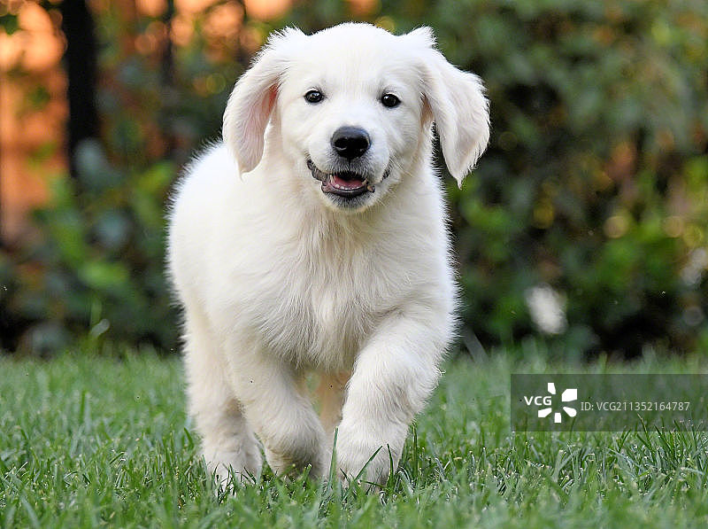 美国加利福尼亚州布伦特伍德草地上金毛寻回犬坐姿肖像图片素材