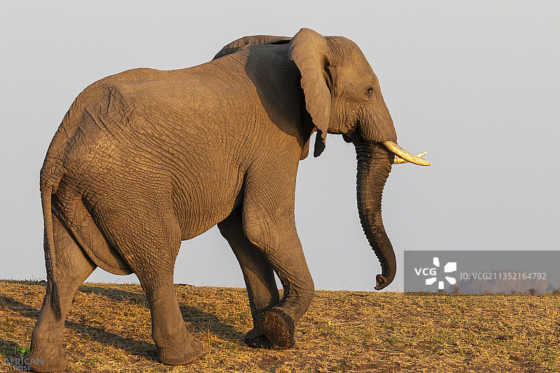 小象站在草地上的侧面视角，希特拉夫大坝，克鲁格国家公园，南非图片素材