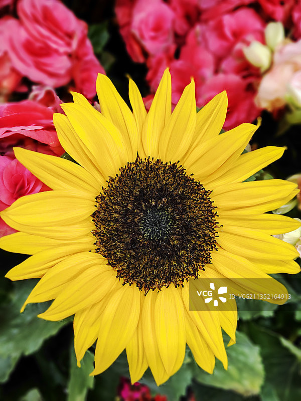 巴西里约热内卢的向日葵特写图片素材