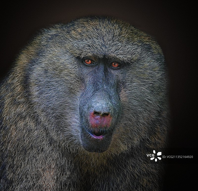 黑色背景大猩猩肖像特写图片素材