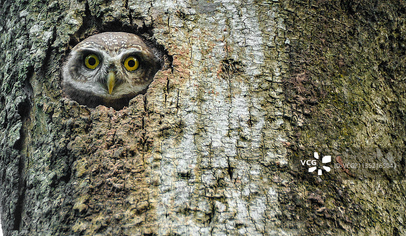 栖息在树干上的穴鸮特写肖像图片素材