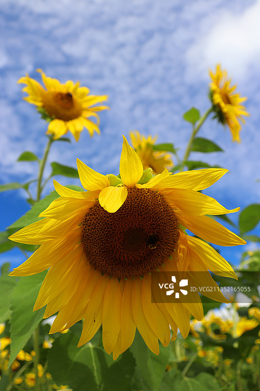 黄色植物特写，纽伯里，马萨诸塞州，美国图片素材