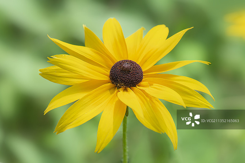 黑心金光菊图片素材