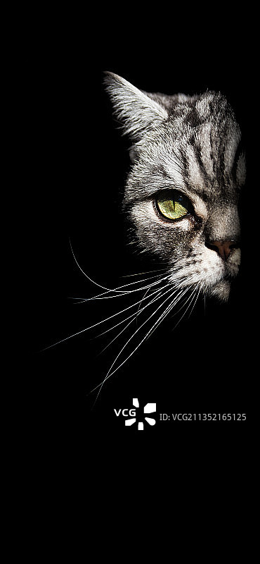 黑色背景下的猫特写图片素材