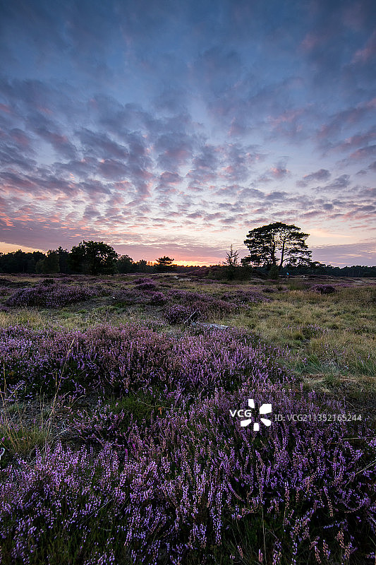 荷兰乌特勒支山丘日落时分薰衣草田的景色图片素材