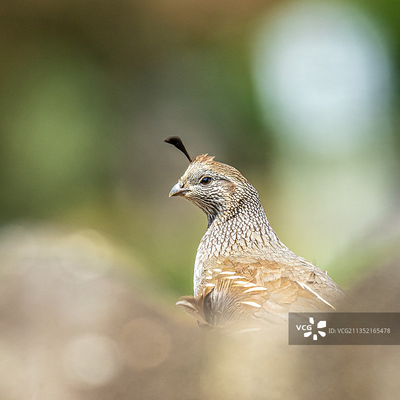 新西兰奥克兰户外栖息的鸽子特写图片素材