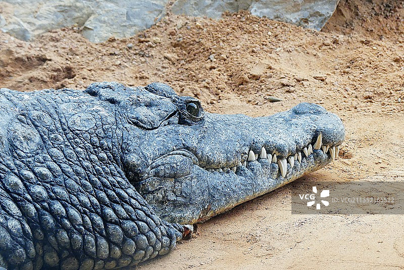 高角度拍摄：西班牙巴伦西亚田野上的鳄鱼图片素材