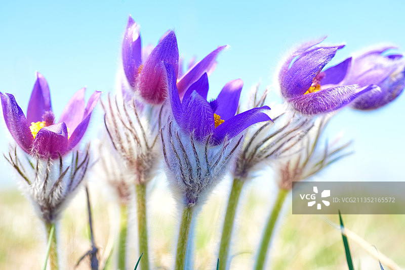 野外紫色番红花的特写图片素材