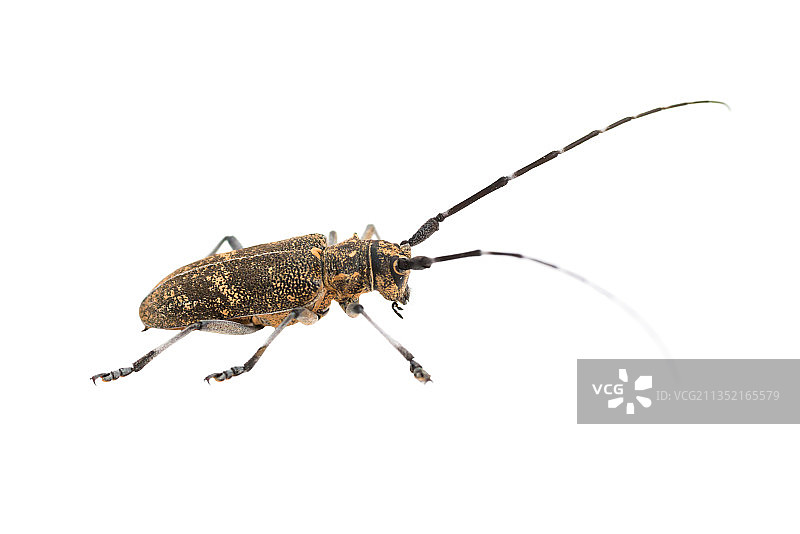 白色背景上的昆虫特写图片素材