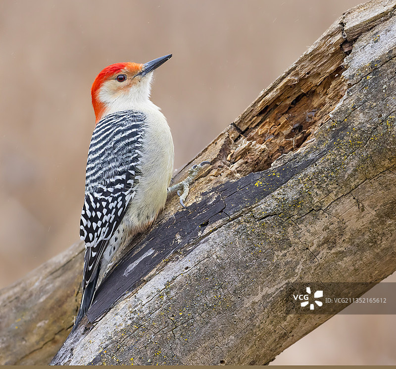 美国密歇根州鸣禽特写图片素材