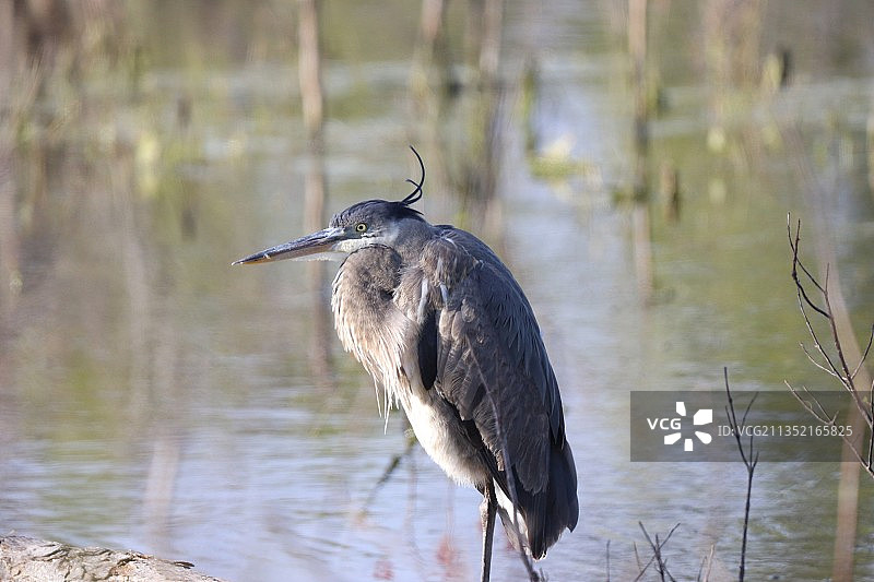 美国，栖息在湖上的苍鹭的俯视照片图片素材