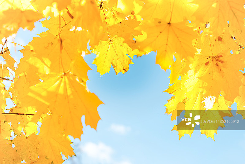 仰视角度的枫叶图片素材