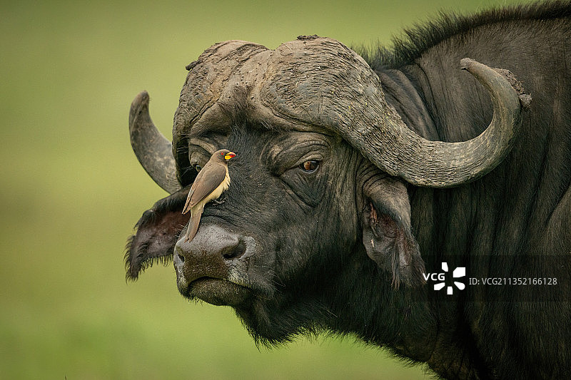 黄嘴牛椋鸟，科亚基，肯尼亚，栖息在非洲水牛脸上图片素材