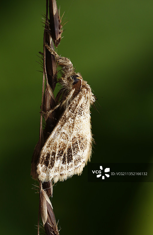 越南平阳：植物上的昆虫特写图片素材