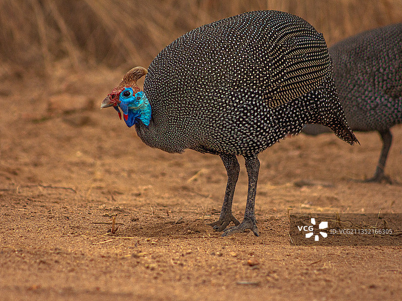 原野上的孔雀特写，南非马莱拉内图片素材