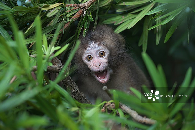猕猴坐在植物上的肖像图片素材
