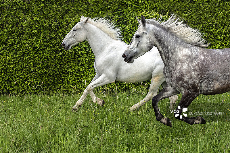 田野上奔跑的马的侧视图图片素材