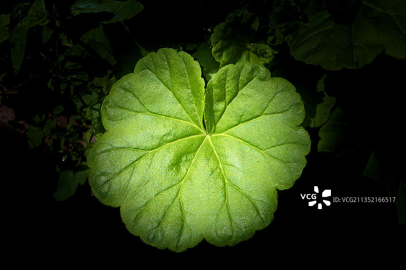 绿叶的特写图片素材