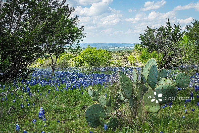 美国德克萨斯州布兰科县的鲜花盛景图片素材