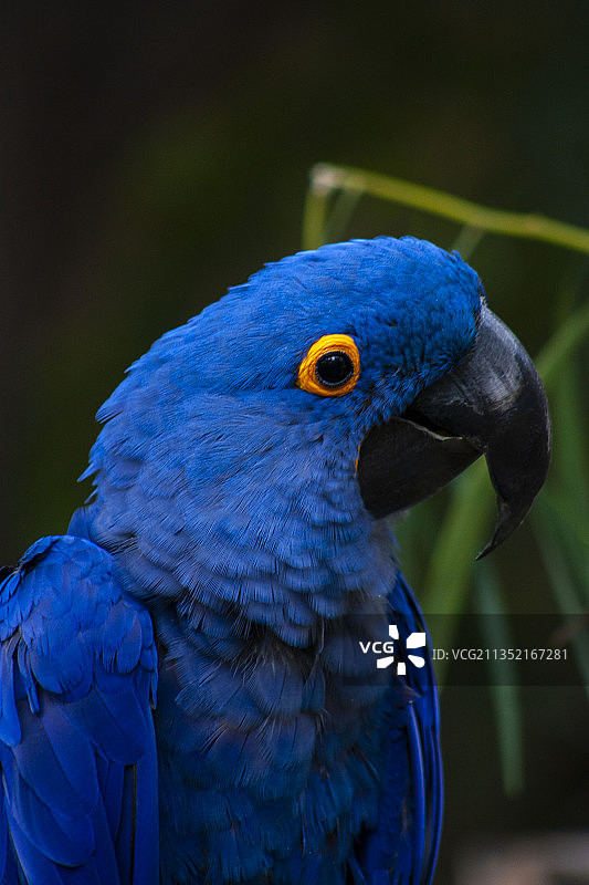 蓝色金刚鹦鹉特写，圣地亚哥，加利福尼亚州，美国图片素材