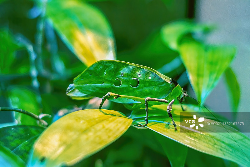 树叶上昆虫的特写镜头图片素材